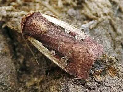 Ochropleura plecta