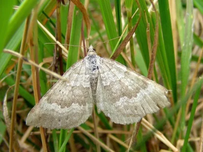 Scotopteryx bipunctaria