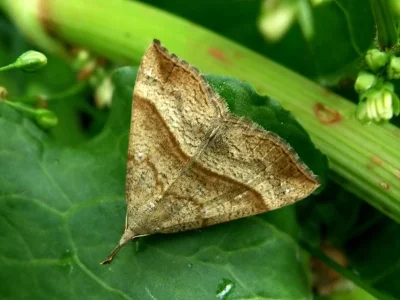 Hypena (Hypena) proboscidalis