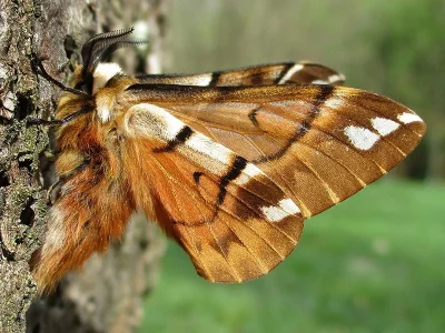 Endromis versicolora