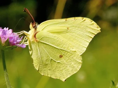 Gonepteryx rhamni