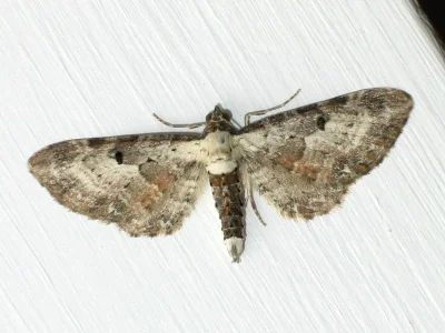 Eupithecia succenturiata