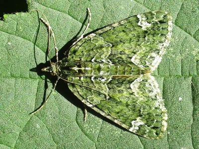 Chloroclysta siterata