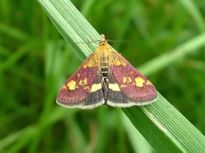 Pyrausta aurata