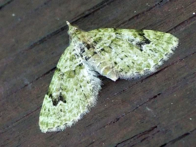 Chloroclystis v-ata