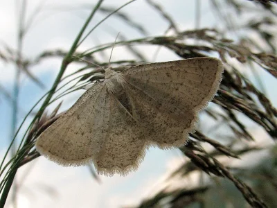 Parietaria dilucidaria