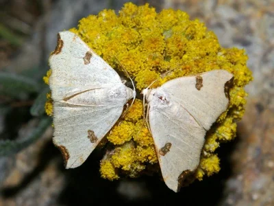 Eilicrinia cordiaria