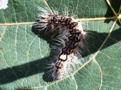 Acronicta (Subacronicta) megacephala