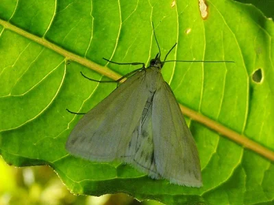 Loxostege turbidalis