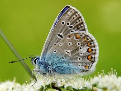 Polyommatus (Polyommatus) icarus