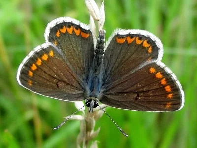 Aricia (Aricia) agestis