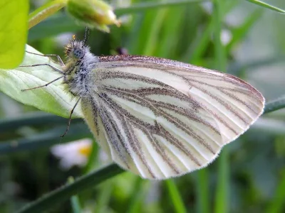 Pieris (Artogeia) napi