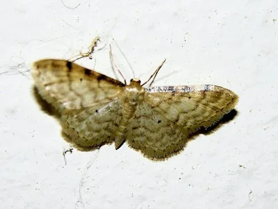 Idaea humiliata