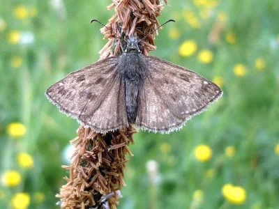 Erynnis tages