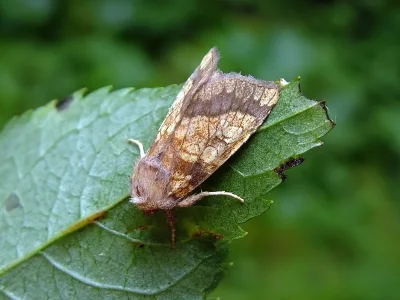Gortyna (Gortyna) flavago