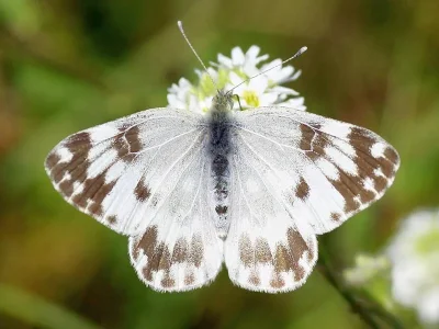 Pontia edusa