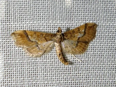 Hydriris ornatalis