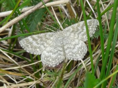 Scopula (Scopula) immorata