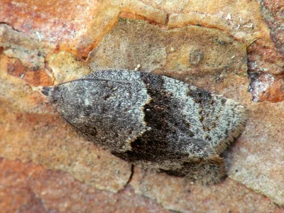 Syndemis musculana