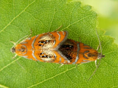 Olethreutes arcuella