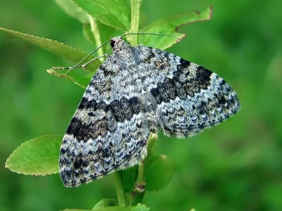 Entephria caesiata