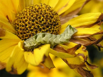 Melanchra persicariae