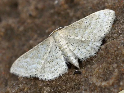 Idaea sylvestraria