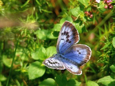 Phengaris arion