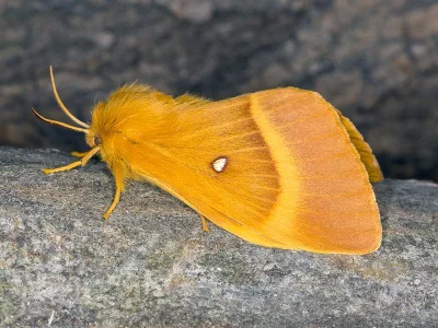 Lasiocampa (Lasiocampa) quercus