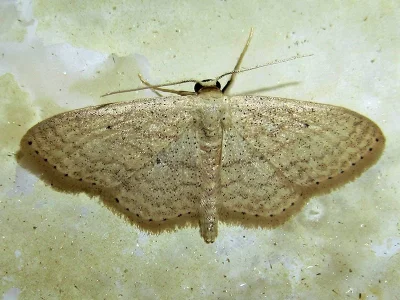 Scopula (Ustocidalia) minorata