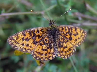 Boloria (Clossiana) selene