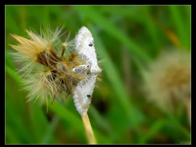 Eupithecia centaureata