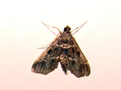 Duponchelia fovealis