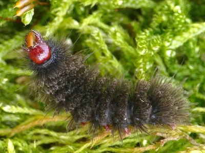 Amata (Syntomis) phegea