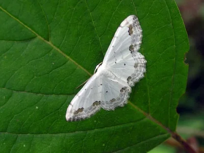 Scopula (Scopula) ornata