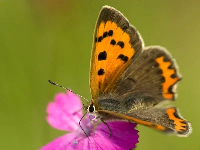 Lycaena (Lycaena) phlaeas