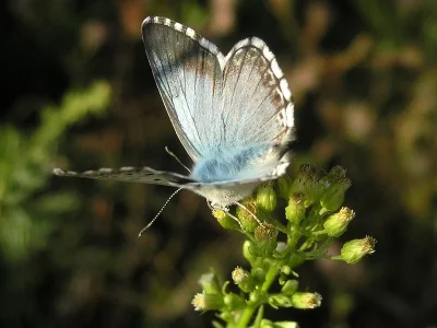 Polyommatus (Lysandra) coridon