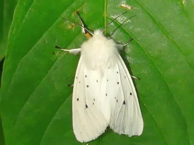 Spilosoma lubricipeda