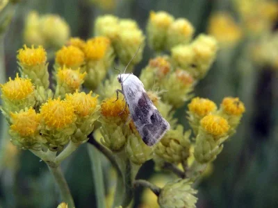 Eublemma (Eublemma) minutata