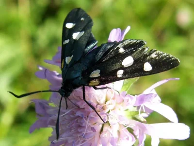 Zygaena (Zygaena) ephialtes