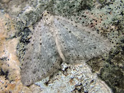 Colostygia multistrigaria