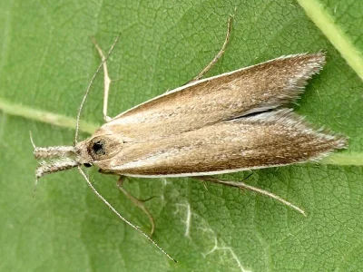 Pleurota (Macropalpula) marginella