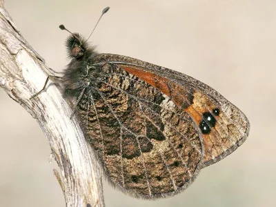 Erebia epistygne
