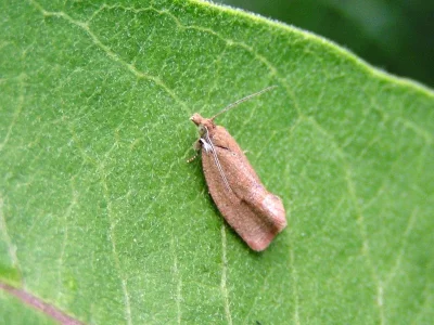 Celypha rosaceana