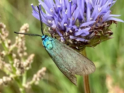 Adscita (Adscita) statices