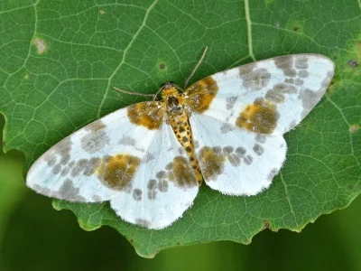 Abraxas (Calospilos) sylvata