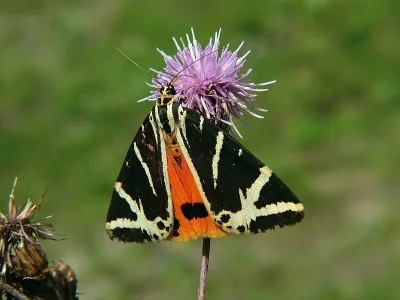 Euplagia quadripunctaria