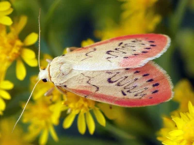 Miltochrista miniata