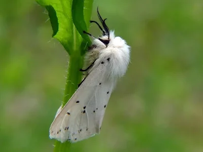 Spilosoma lubricipeda