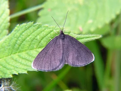 Odezia atrata